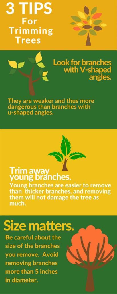 Tree Trimming Tips and Tree Care