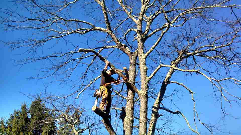 Emergency Tree Removal Service Northern Virginia