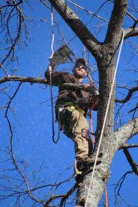 Best Time of the year to trim trees