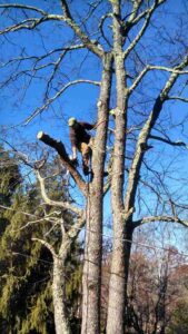 best time of the year to trim trees