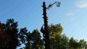 Best Time of the year to trim trees