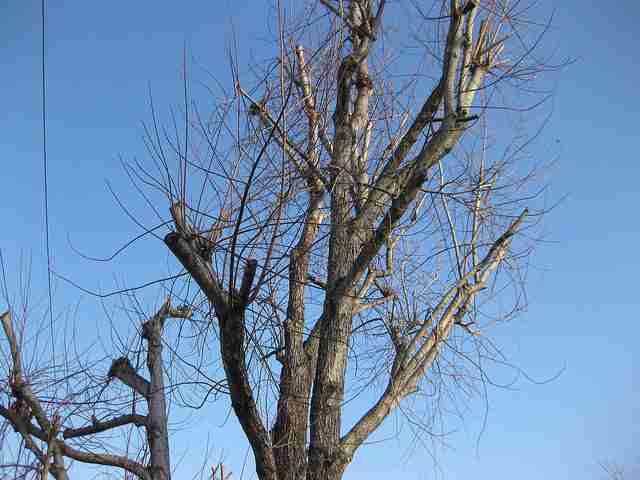 Topping Trees Hurts Trees