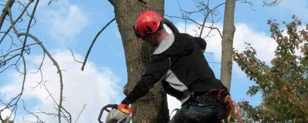 Summer Tree Care Pruning