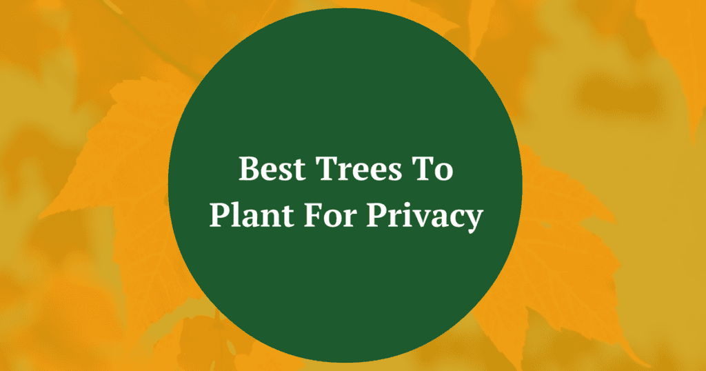Best Privacy Trees To Plant