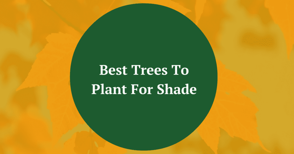 Best Shade Trees To Plant