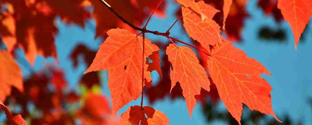 Best Trees To Plant Shade
