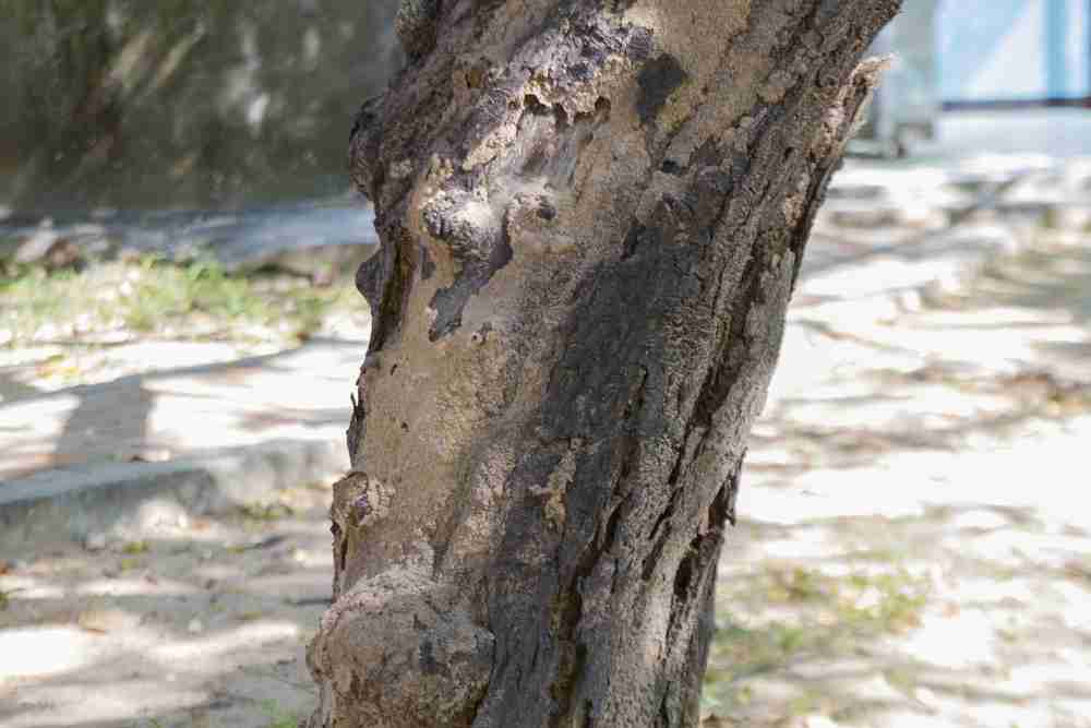 Northern Virginia Land Clearing Prevents Disease