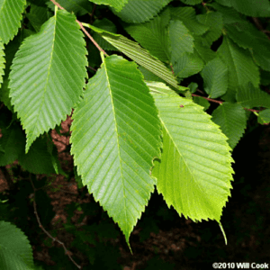 66 Fast-growing Trees In Virginia (with Pictures!) 