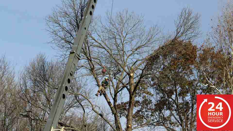VA Tree Service Emergency Tree Removal