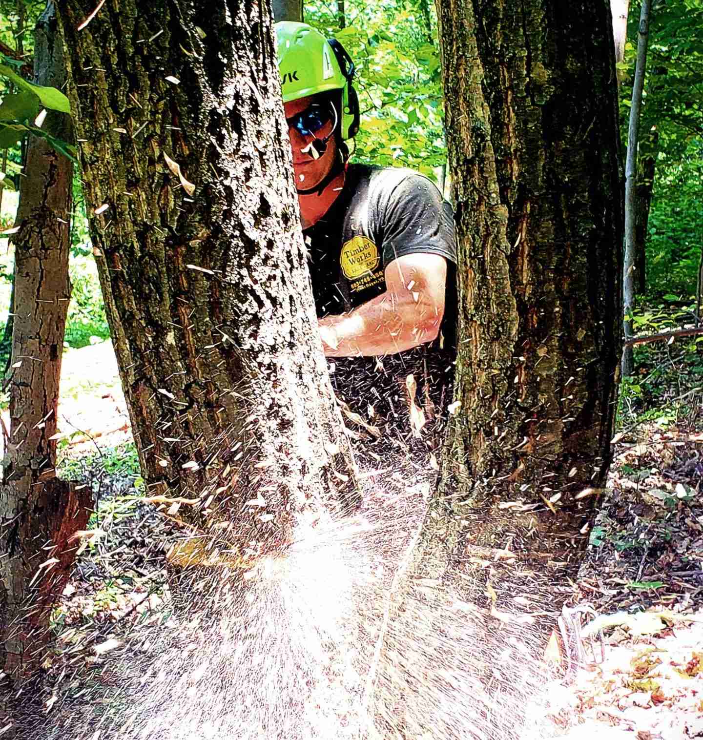 Tree removal cost guide, 22551 Spotsylvania VA