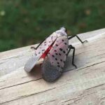 local tree service Winchester VA spots spotted lantern fly