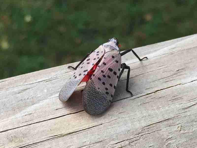 local tree service Winchester VA spots spotted lantern fly