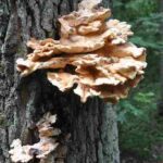 tree fungus decay