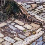 overgrown tree roots crack sidewalk