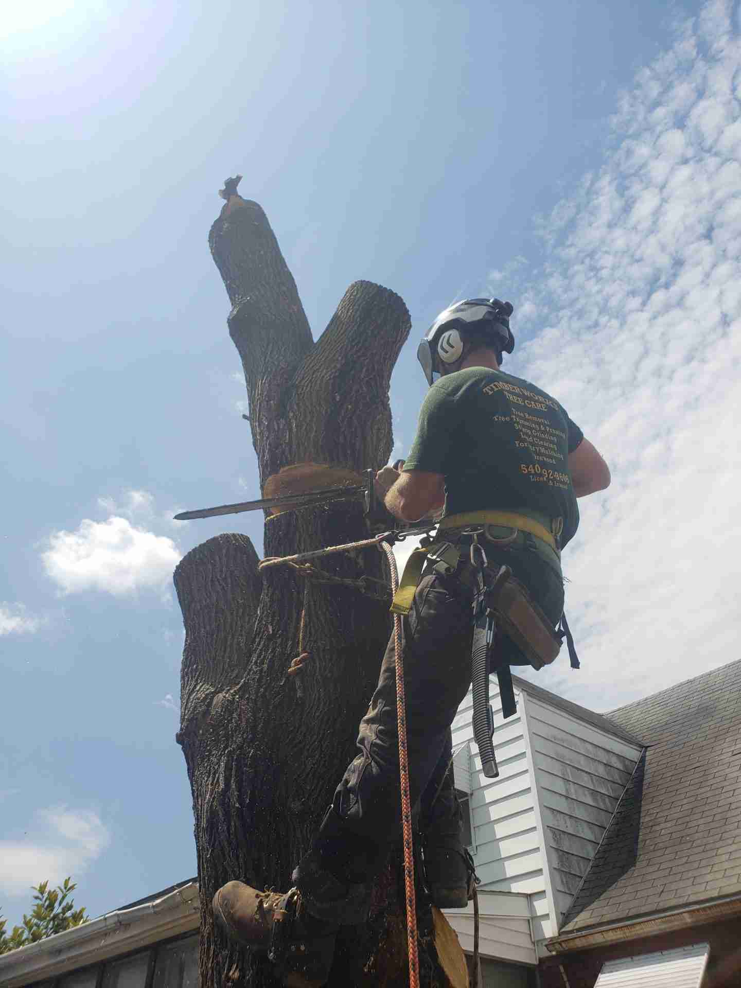 Why Work With A Tree Service that Prioritizes Their Team’s Safety