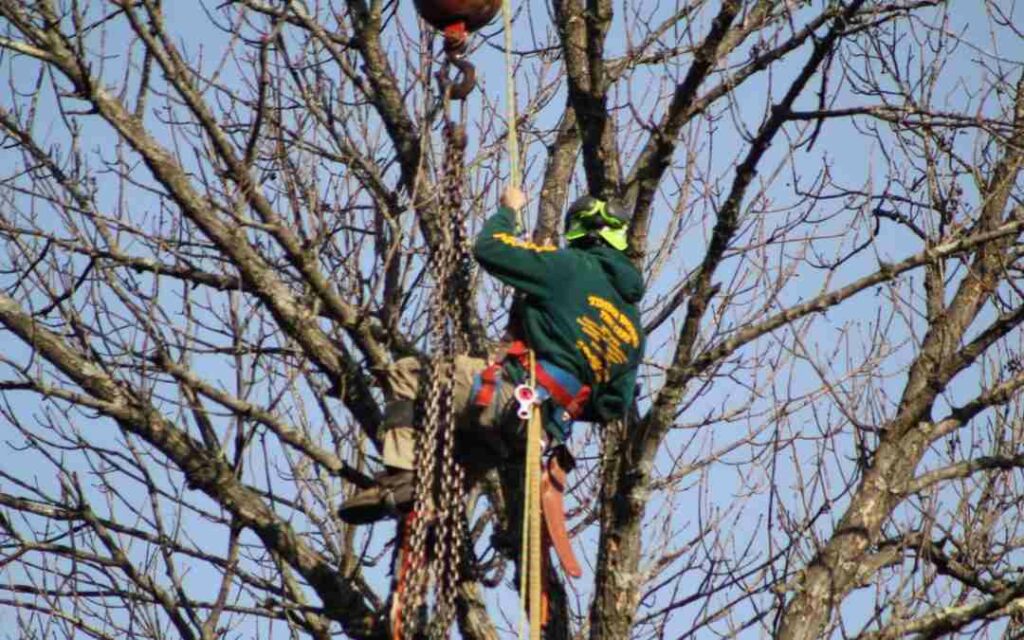 Strasburg VA Tree Trimming Professional