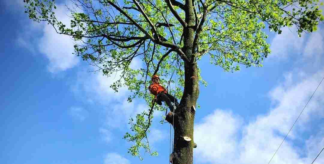Tree Trimming job in Strasburg VA