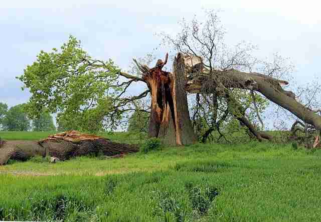 A broken tree after a storm in need of insured tree services