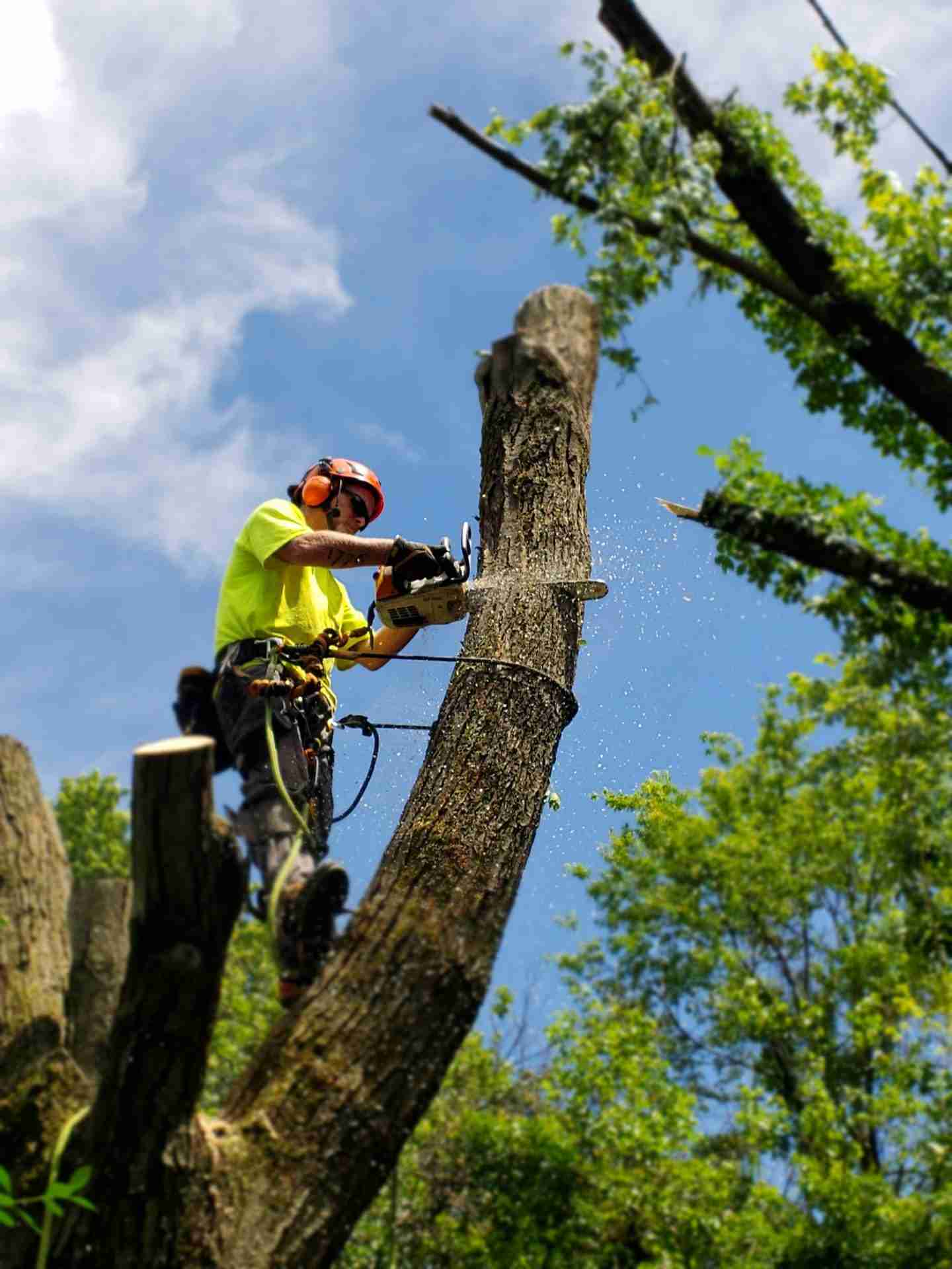 When Do I Need Emergency Tree Removal? - Timber Works Tree Care