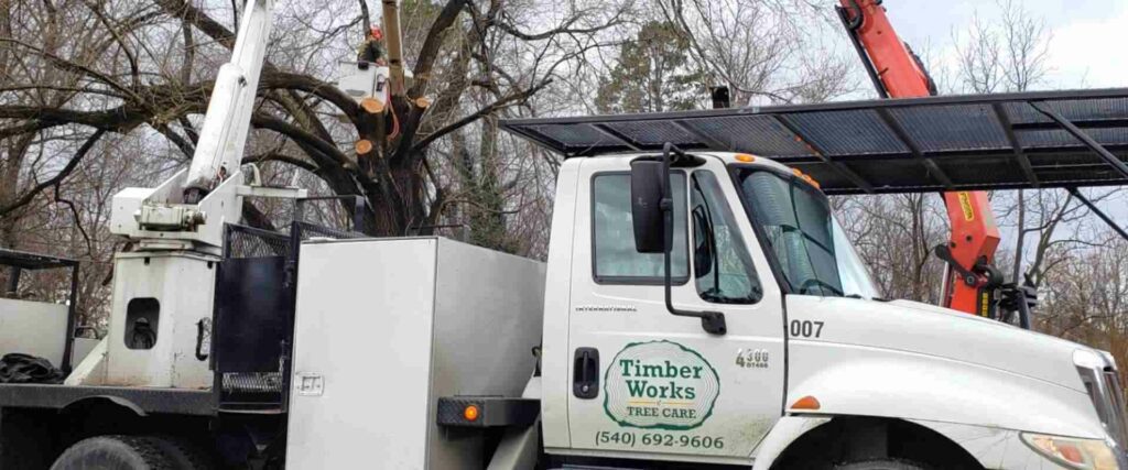 Tree Trimming Haymarket VA