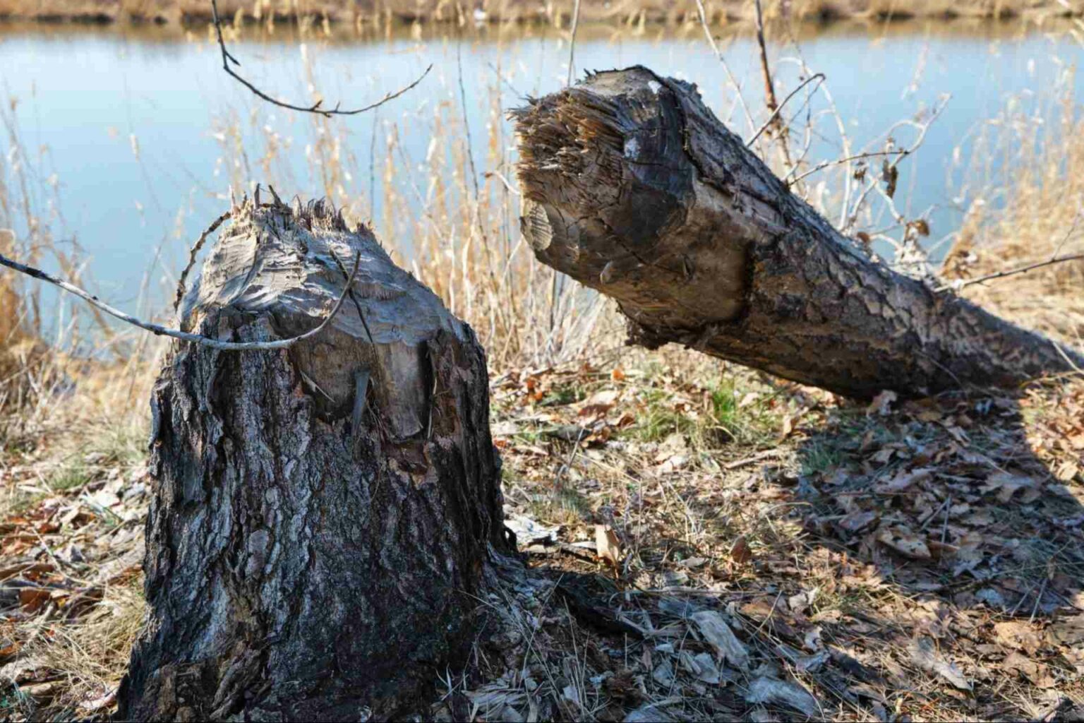 Why is My Tree Trunk Splitting? Timber Works Tree Care