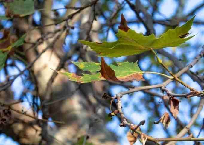Virginia Tree Diseases: Bacterial Leaf Scorch