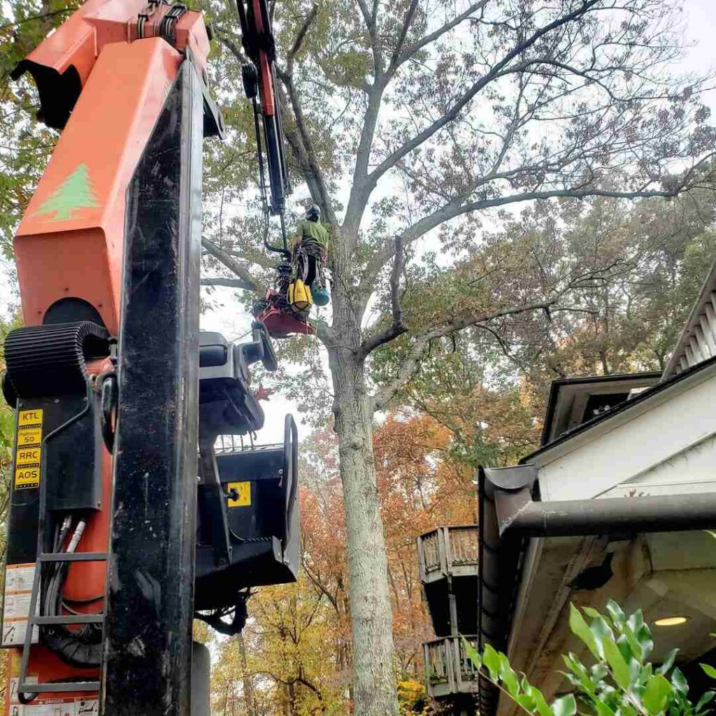 Tree Rot Removal in Chester Gap, VA