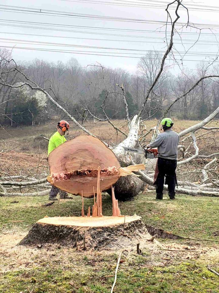 4 Different Types of Tree Removal - Timber Works Tree Care