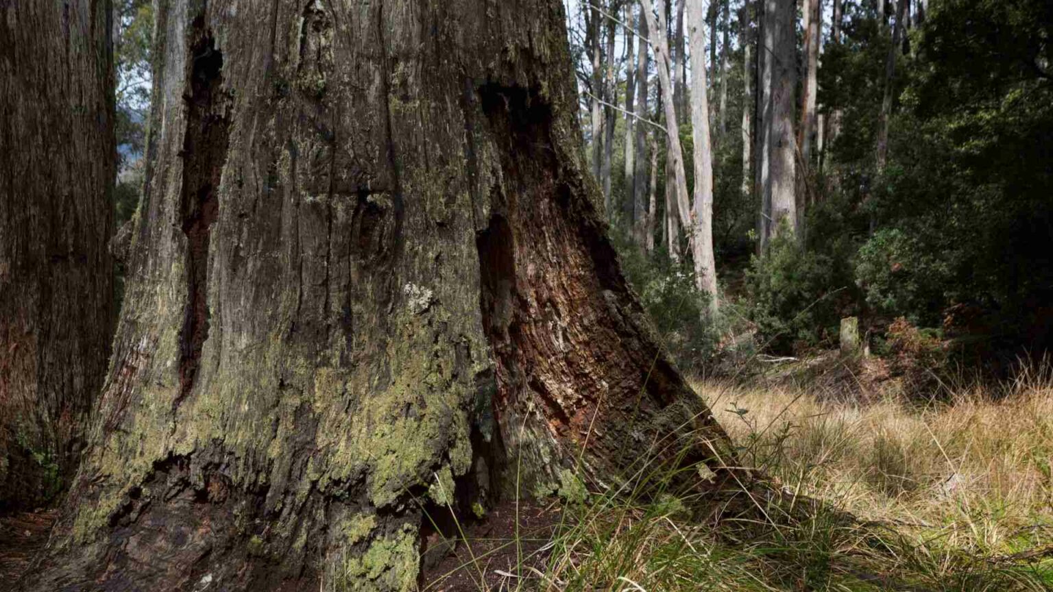 5 Common Signs of Tree Rot Timber Works Tree Care