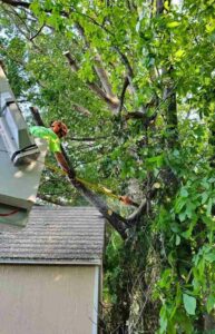 tree care South Riding VA