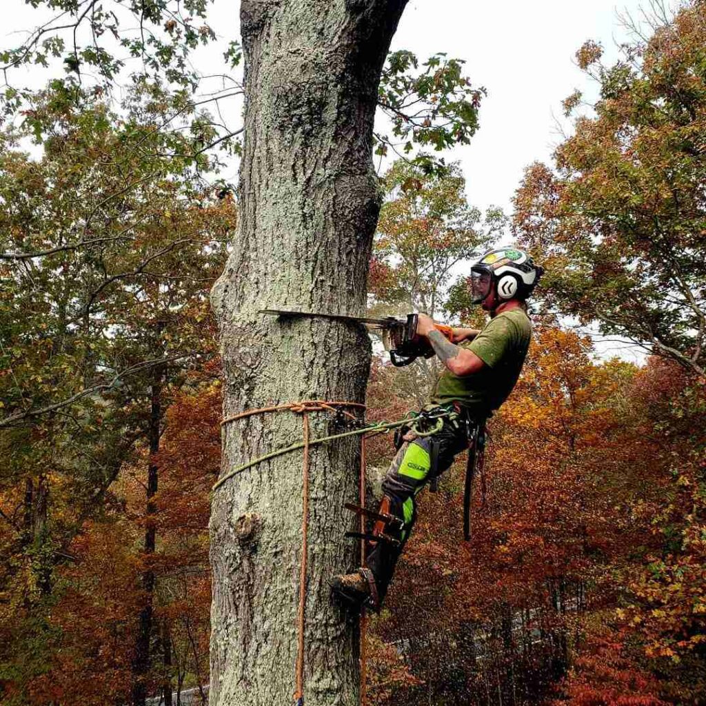 5 Common Signs of Tree Rot Timber Works Tree Care