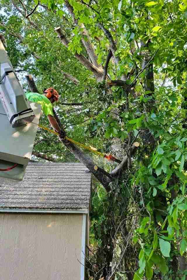 Tree Maintenance Linden VA