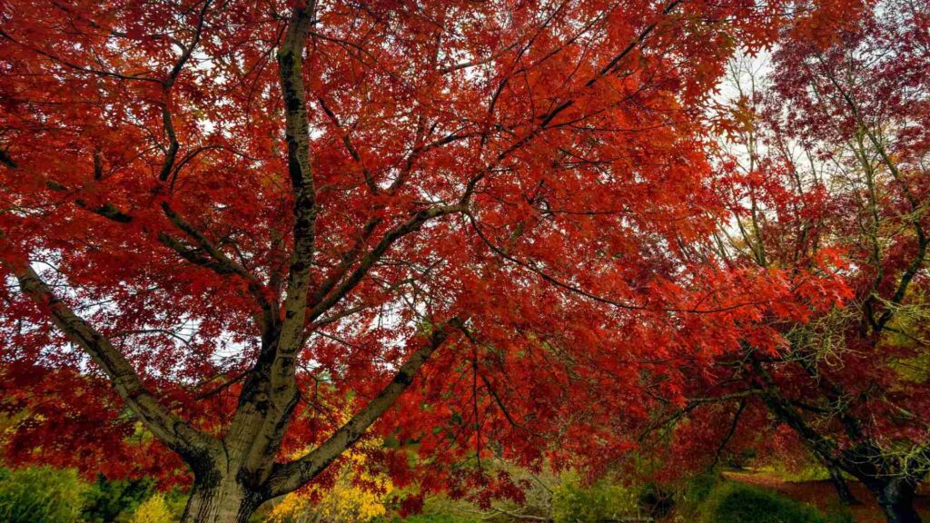 Tree Service Manassas VA