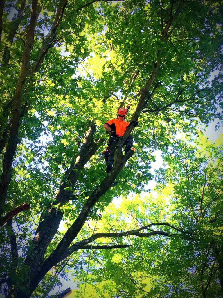 Tree Trimming Service Arlington, VA