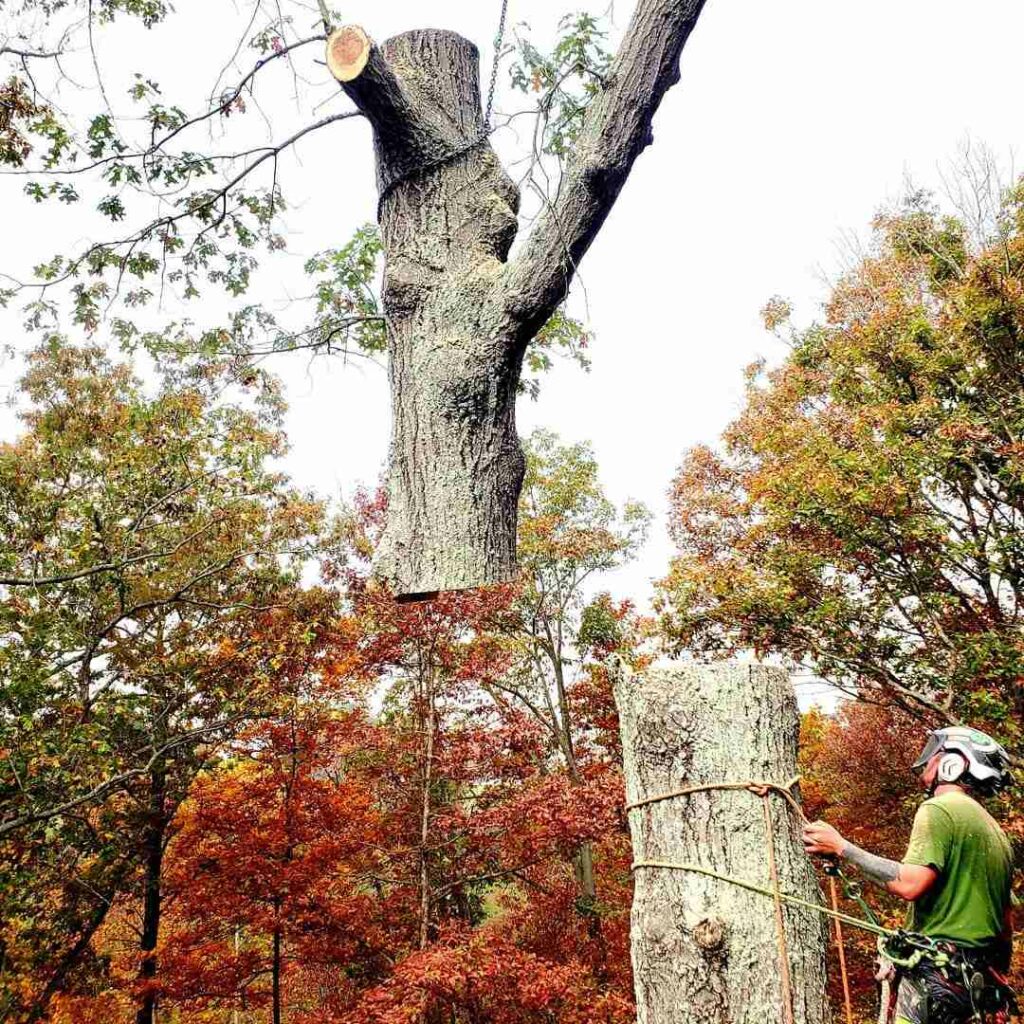 Emergency Tree Removal Prince William County VA