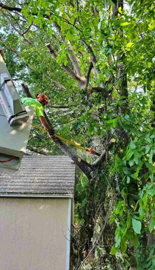 Tree Trimming Service Arlington, VA