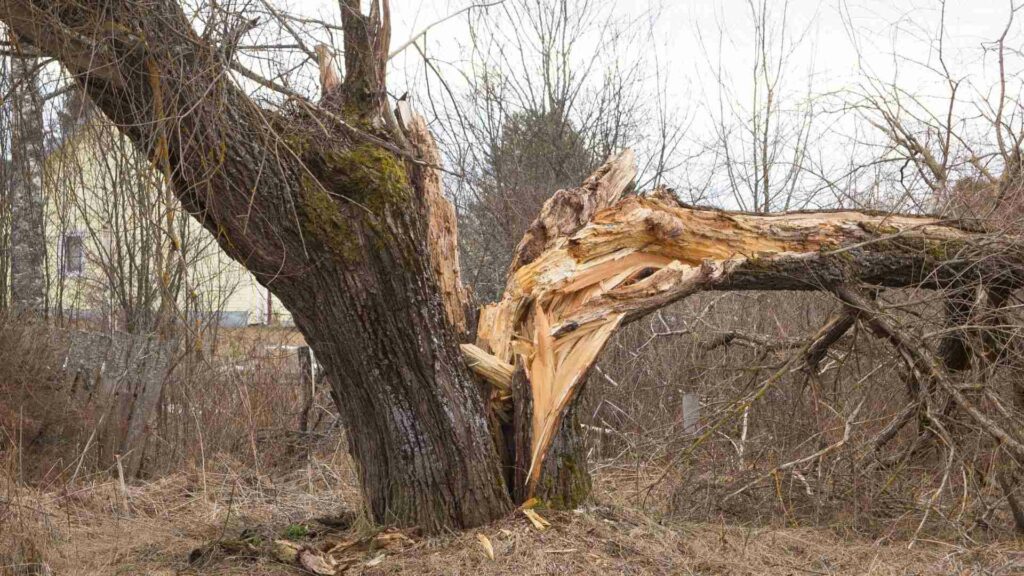 Affordable Tree Service Ashville VA