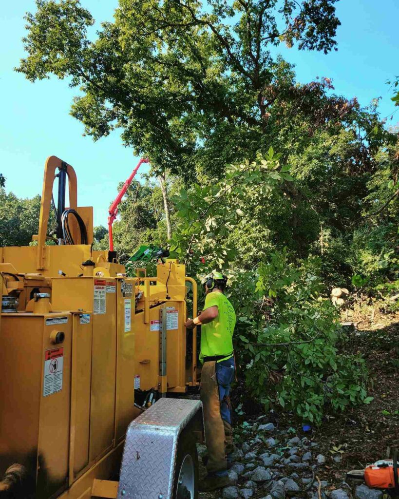 Tree Removal Service Shenandoah VA