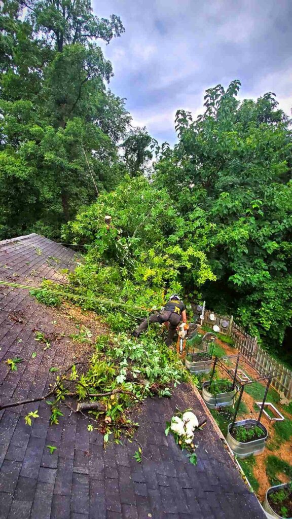 Local Tree Service Warrenton VA