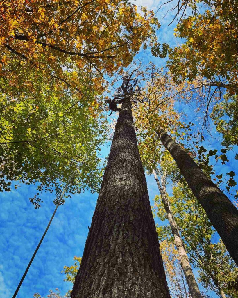 Tree Rot Removal Winchester VA