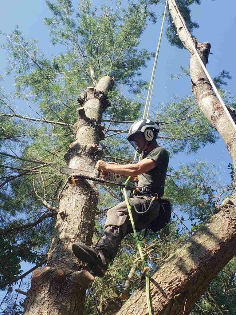 Tree Trimming Service Front Royal VA