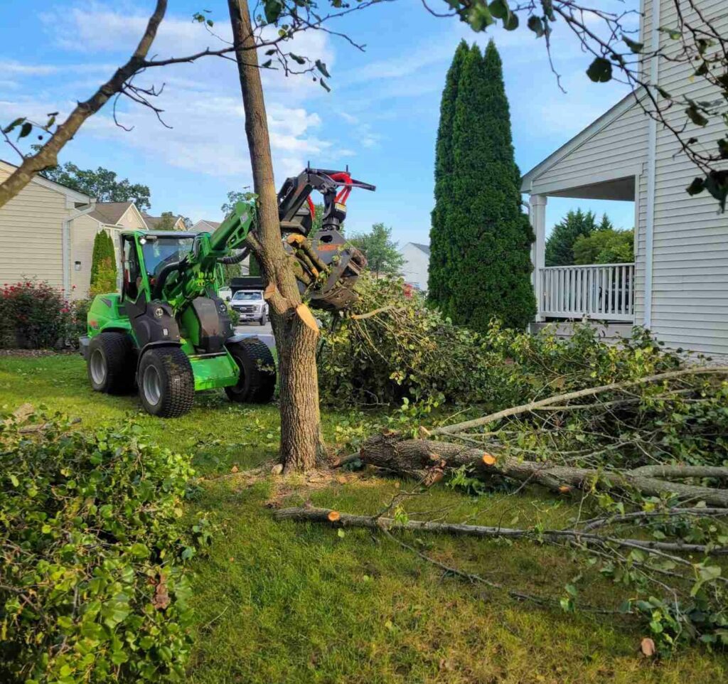 Tree Pruning Services Northern VA