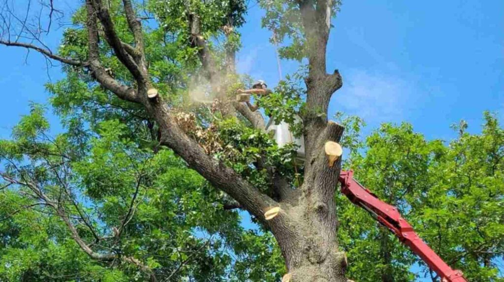 Tree Pruning Services Northern VA