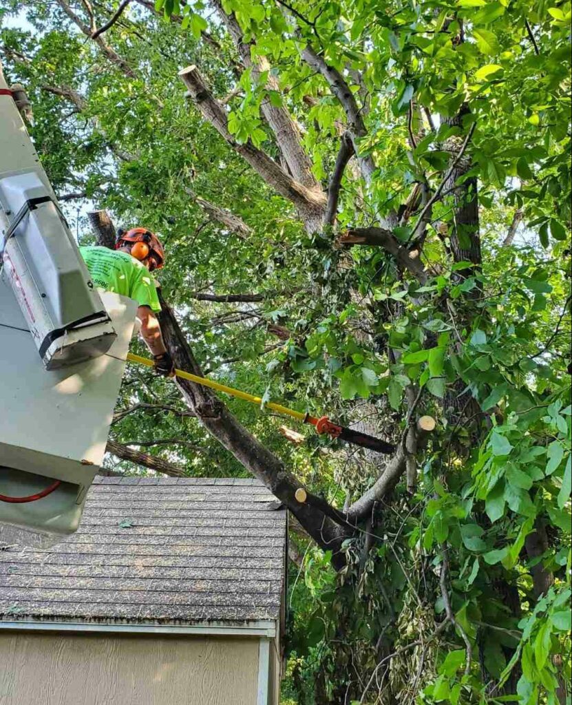 Tree Trimming Middleburg VA