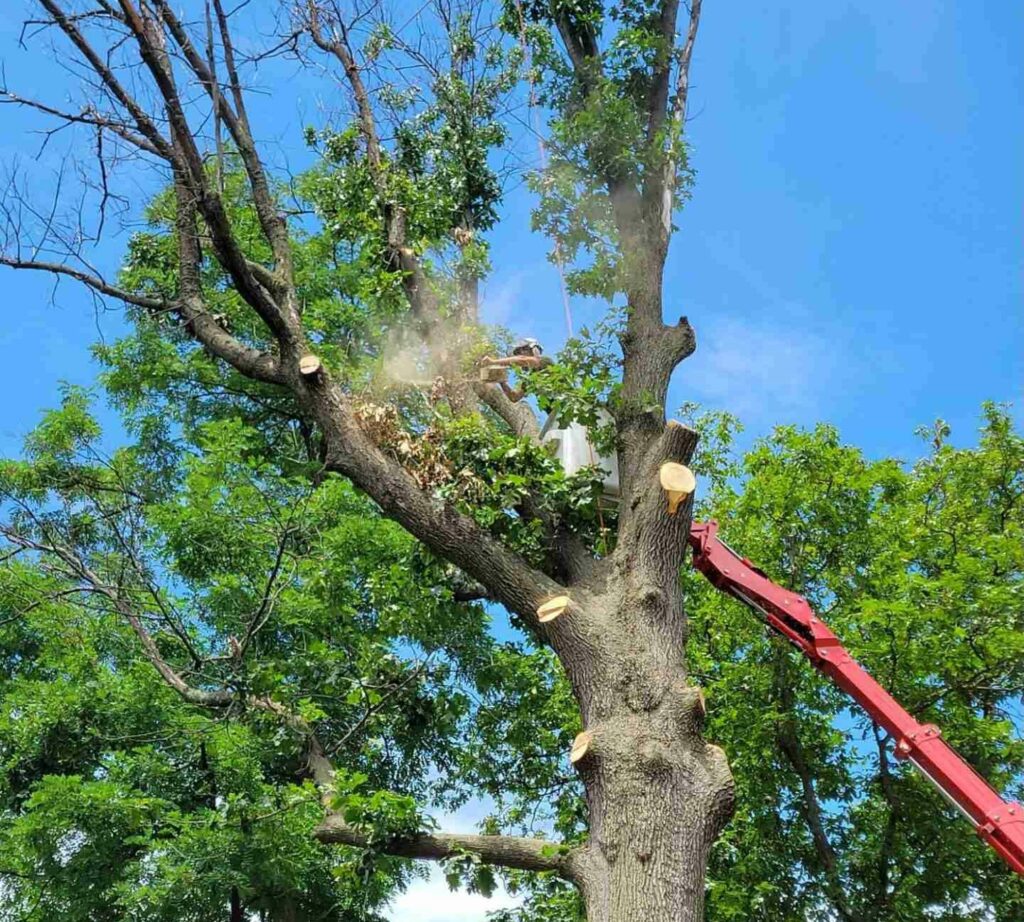 Affordable Tree Service Front Royal VA