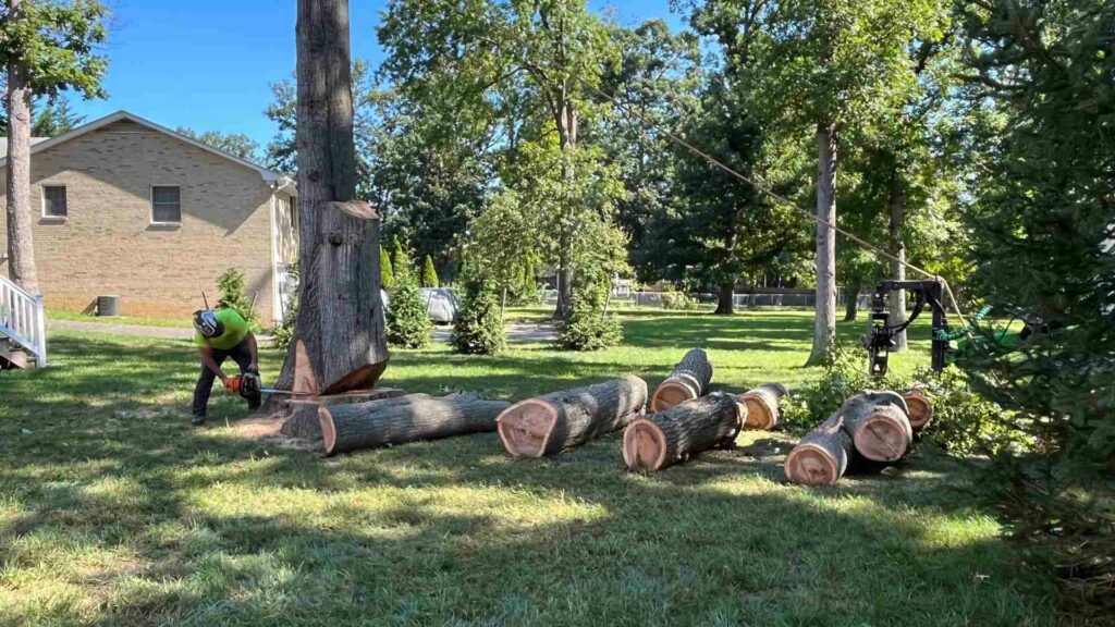 Emergency Tree Service The Plains VA