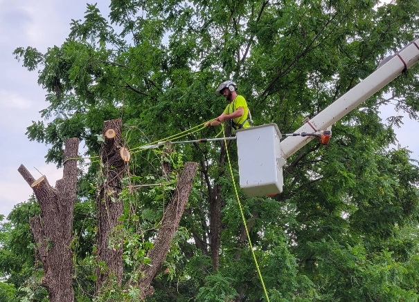 Milldale Tree Trimming