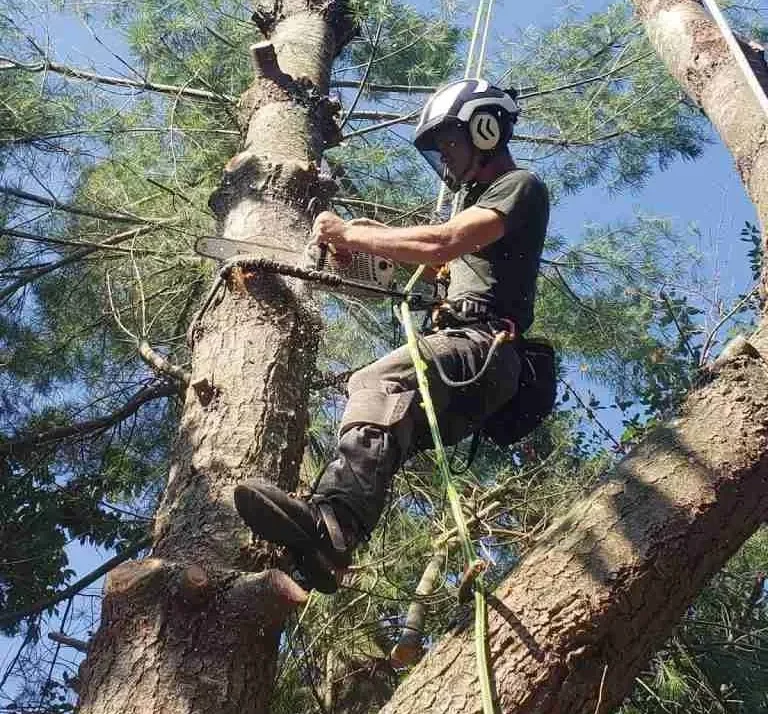 worker suspended in tree while trimming tree