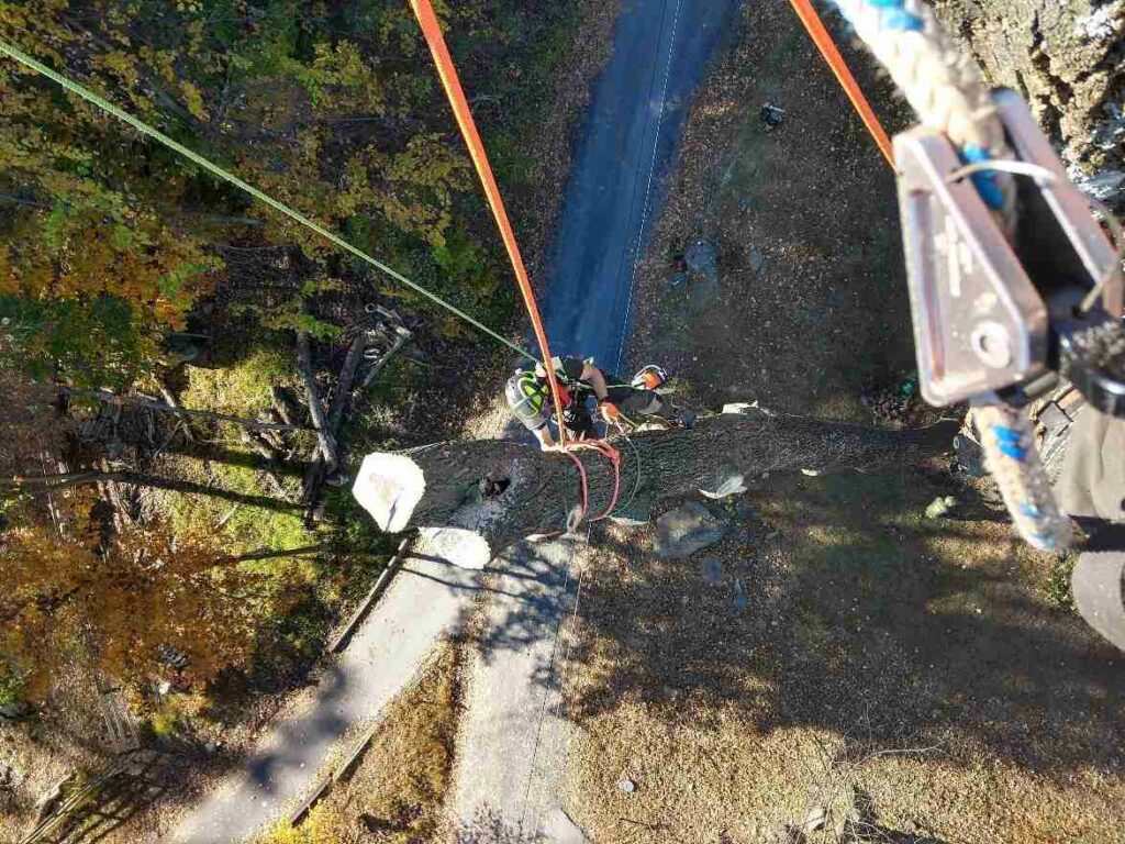 Remove a Dead Tree Manassas VA