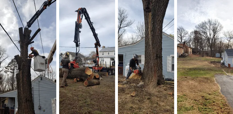 Tree debris removal